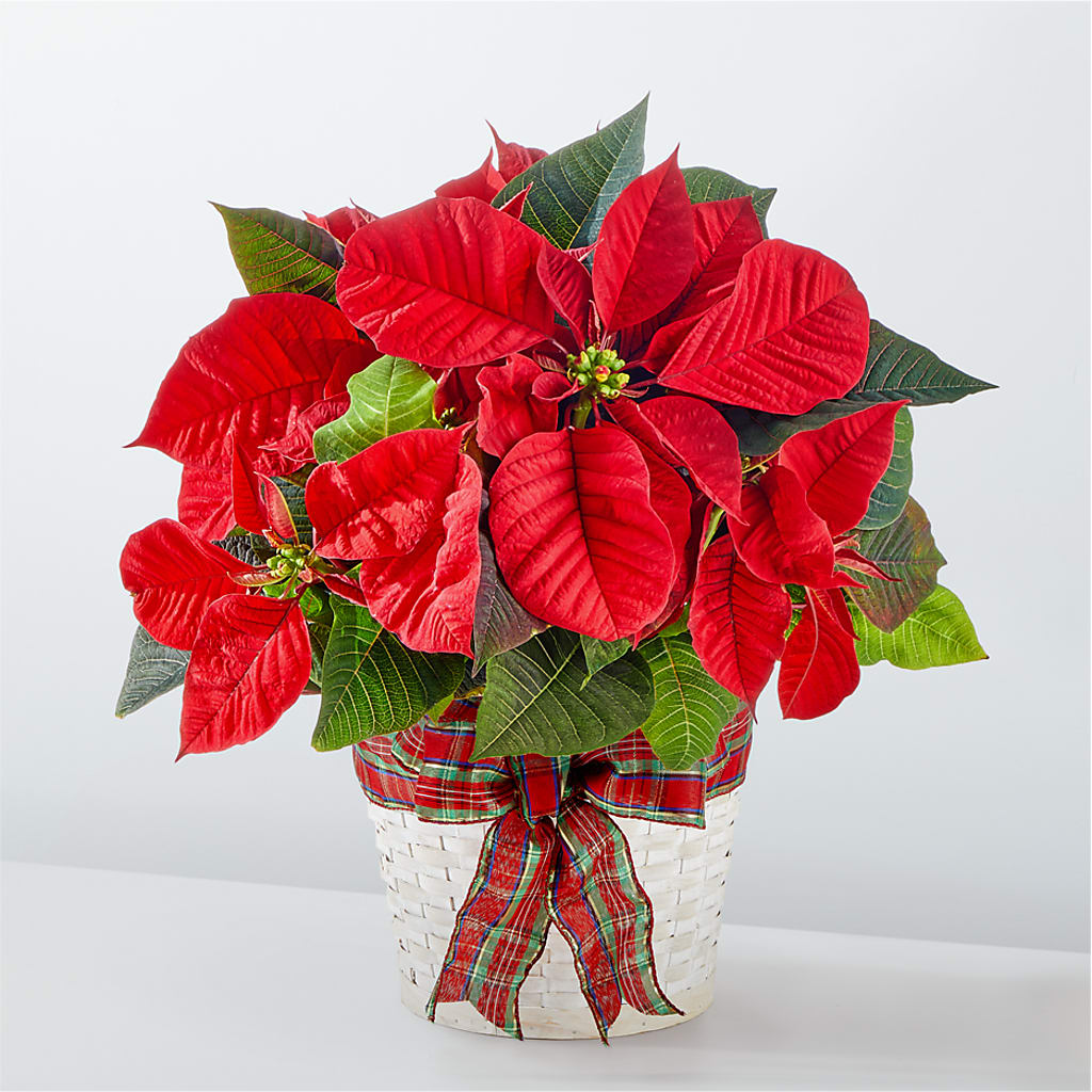 Happiest Holidays Poinsettia – Ginas Flower Shop, South Plainfield NJ