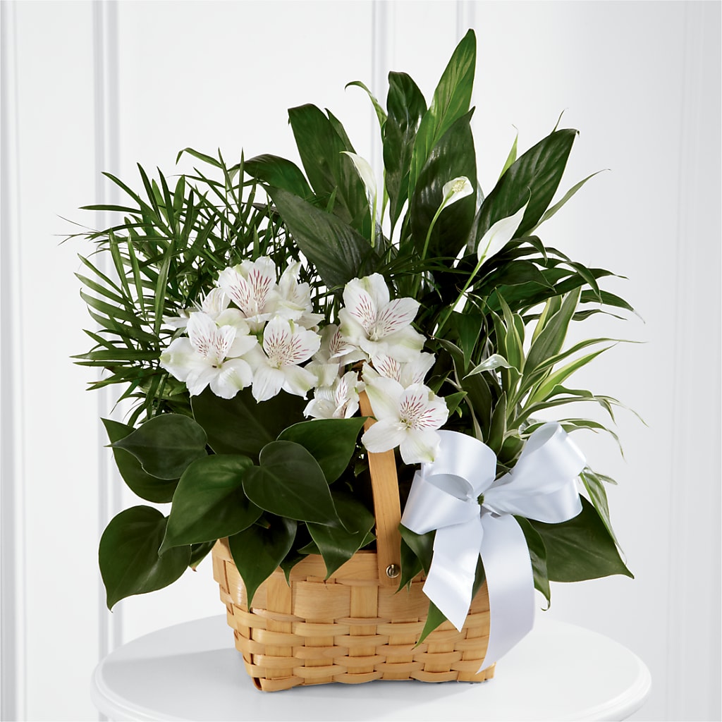 Peace & Serenity Dishgarden – Ginas Flower Shop, South Plainfield NJ