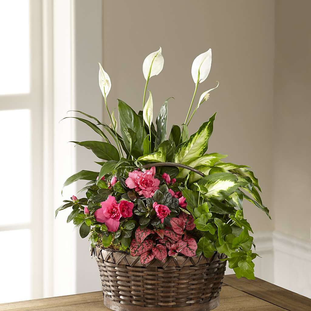Dream in Pink Dishgarden – Ginas Flower Shop, South Plainfield NJ