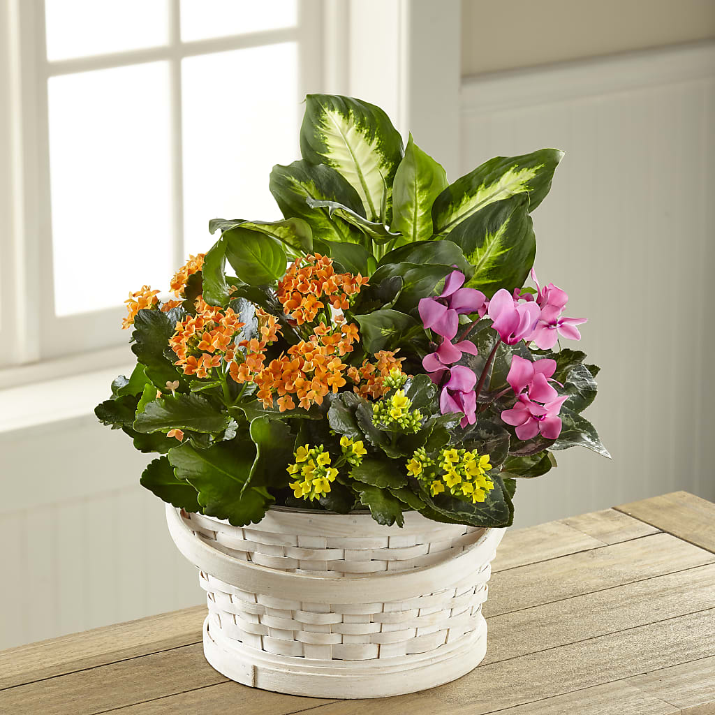 Color Crush Dishgarden – Ginas Flower Shop, South Plainfield NJ
