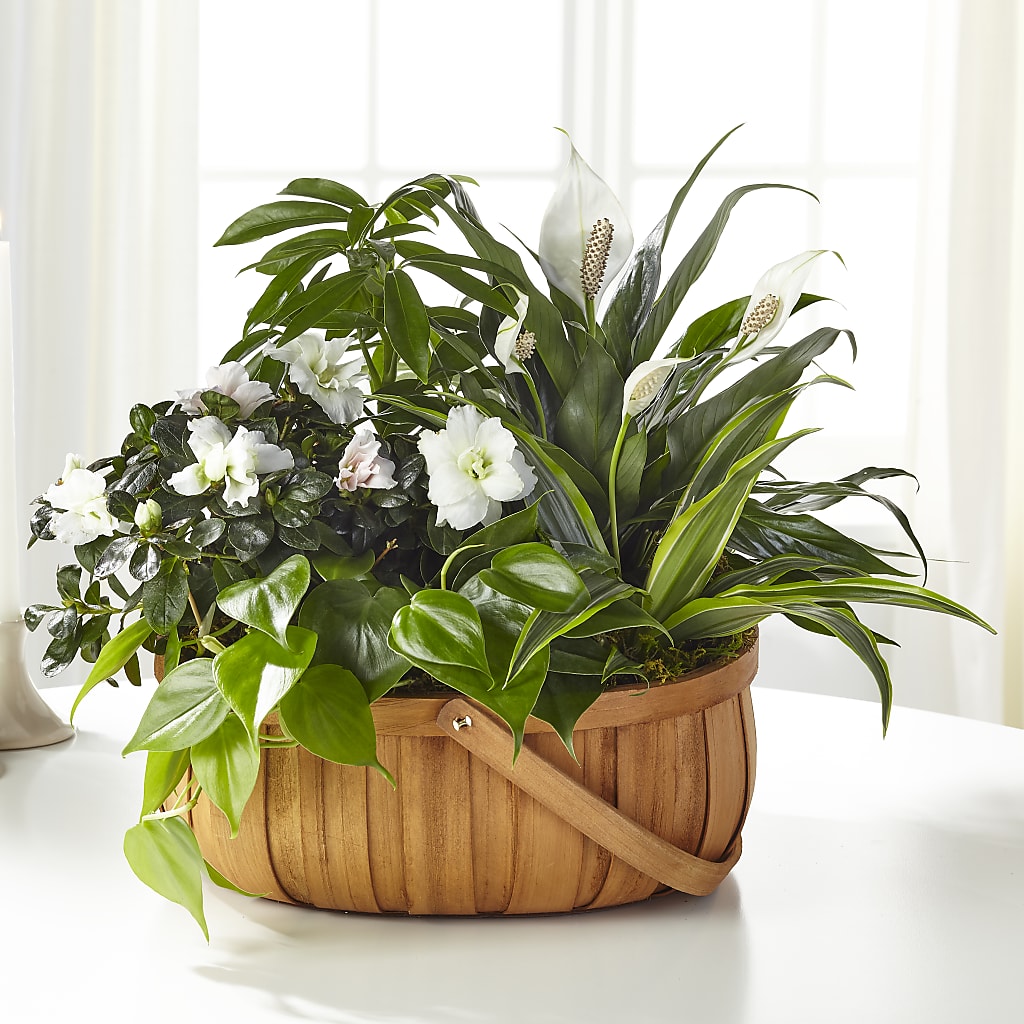 Serene Dishgarden – Ginas Flower Shop, South Plainfield NJ