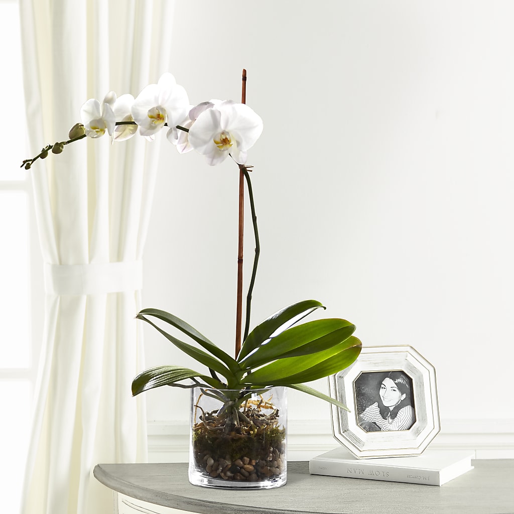 White Orchid Planter – Ginas Flower Shop, South Plainfield NJ