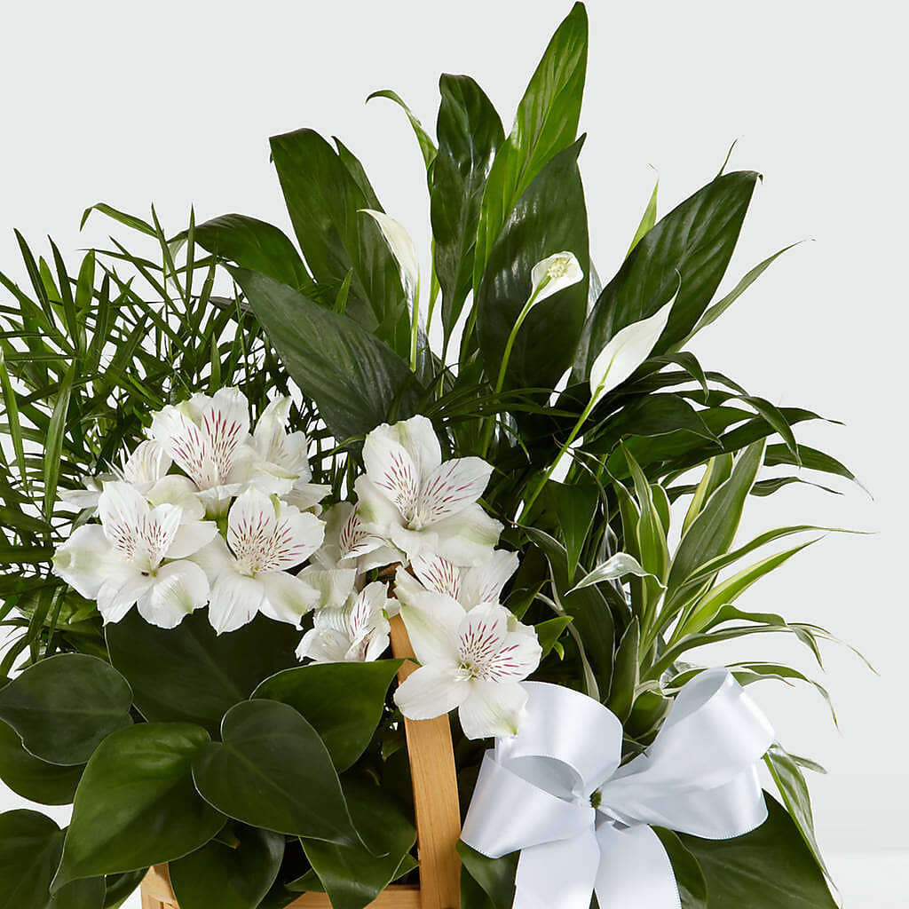 Peace & Serenity Dishgarden –  Ginas Flower Shop, South Plainfield NJ