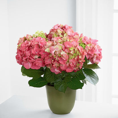 Pink Hydrangea Planter –  Ginas Flower Shop, South Plainfield NJ