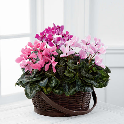 Mixed Cyclamen Planter –  Ginas Flower Shop, South Plainfield NJ