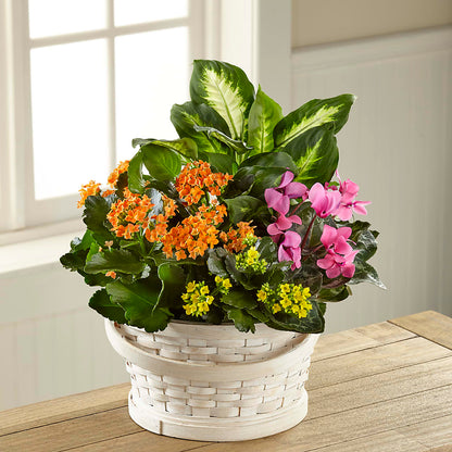 Color Crush Dishgarden –  Ginas Flower Shop, South Plainfield NJ