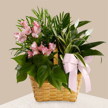 Living Spirit Dishgarden –  Ginas Flower Shop, South Plainfield NJ