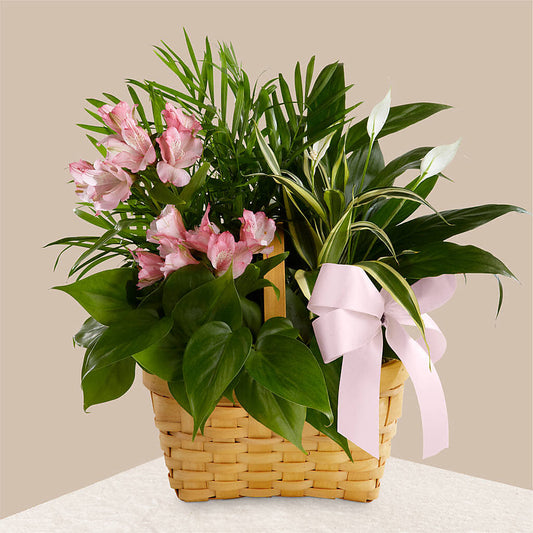 Living Spirit Dishgarden –  Ginas Flower Shop, South Plainfield NJ