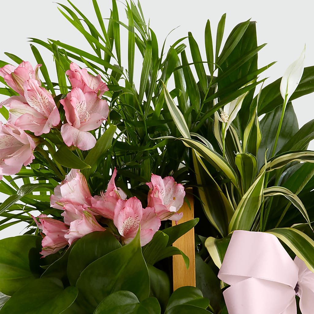 Living Spirit Dishgarden –  Ginas Flower Shop, South Plainfield NJ