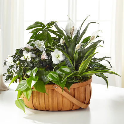 Serene Dishgarden –  Ginas Flower Shop, South Plainfield NJ