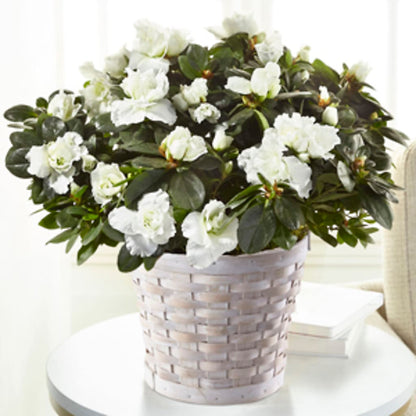 White Azalea Plant –  Ginas Flower Shop, South Plainfield NJ