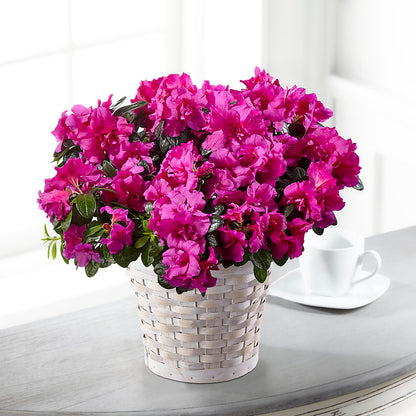 Hope & Serenity Azalea Plant –  Ginas Flower Shop, South Plainfield NJ
