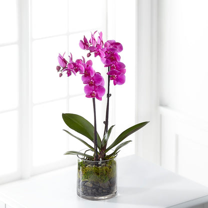 Pink Orchid Plant –  Ginas Flower Shop, South Plainfield NJ