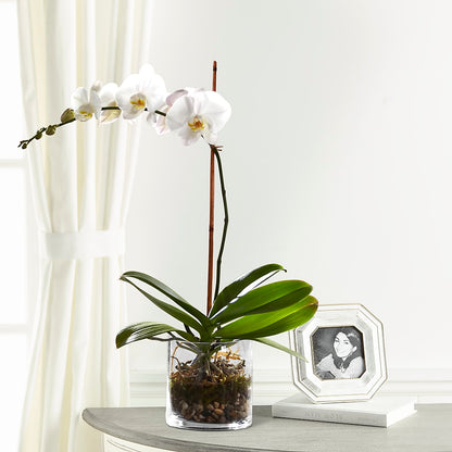 White Orchid Planter –  Ginas Flower Shop, South Plainfield NJ